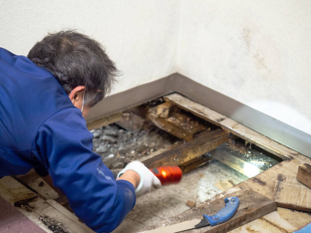 Best Certified Mold Removal  in Hazlehurst, GA