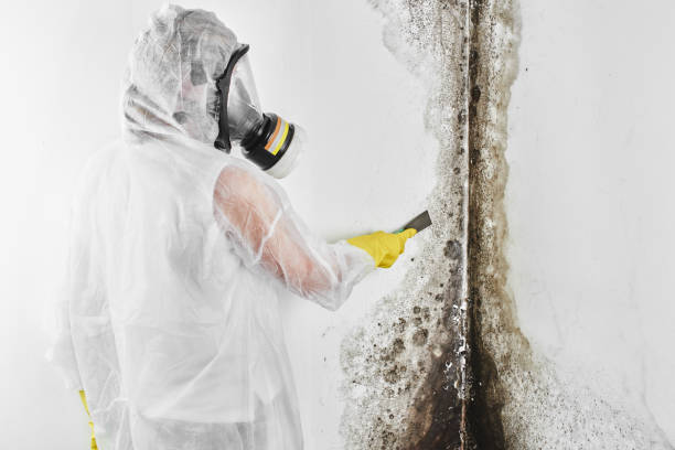 Best Best Mold Removal Companies  in Hazlehurst, GA
