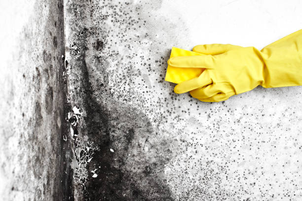 Mold Testing and Removal in Hazlehurst, GA
