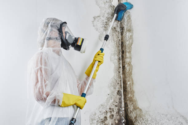 Best Attic Mold Removal  in Hazlehurst, GA