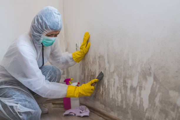 Best Residential Mold Removal  in Hazlehurst, GA
