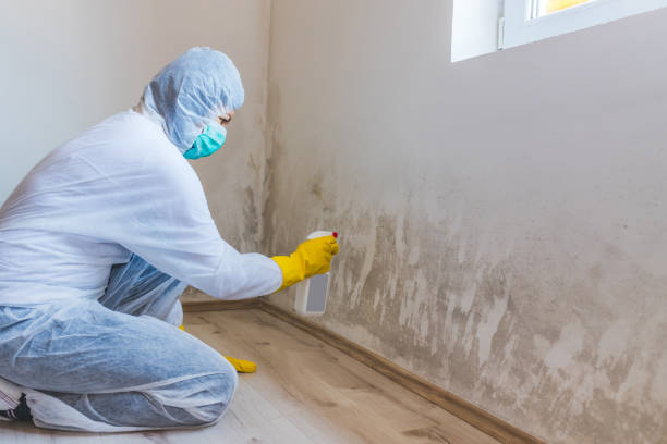 Best Black Mold Removal  in Hazlehurst, GA