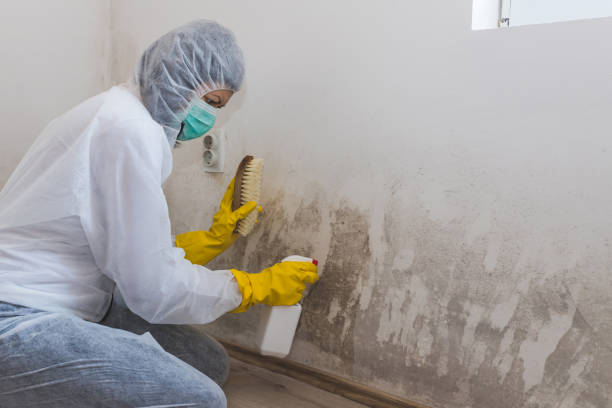 Best Certified Mold Removal  in Hazlehurst, GA