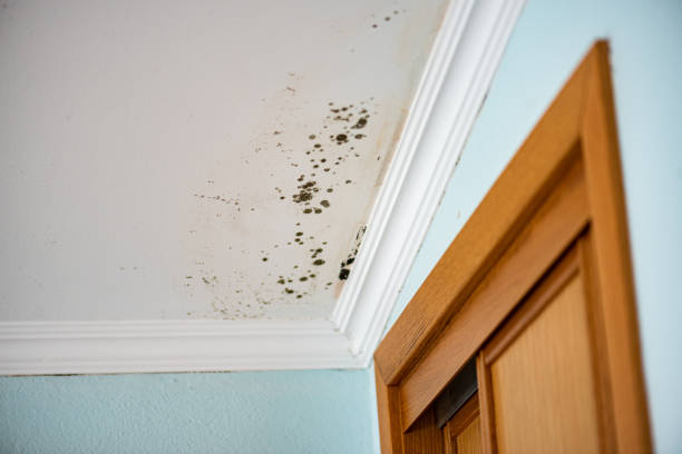Best Mold Testing and Removal  in Hazlehurst, GA