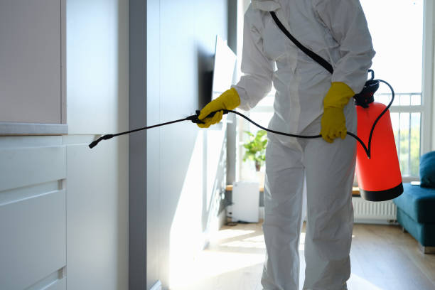 Best Same-Day Mold Removal  in Hazlehurst, GA
