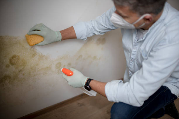 Best Professional Mold Removal  in Hazlehurst, GA