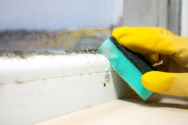 Best Toxic Mold Removal  in Hazlehurst, GA