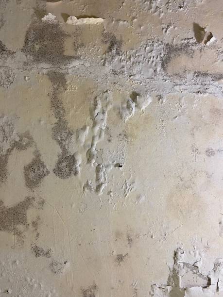 Best Mold Testing  in Hazlehurst, GA