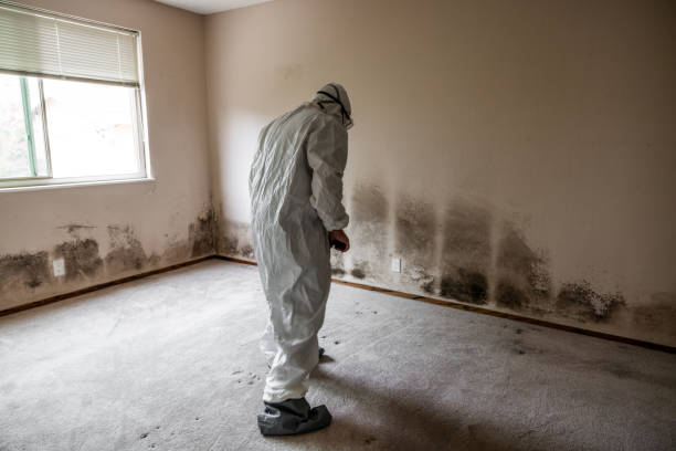 Best Same-Day Mold Removal  in Hazlehurst, GA