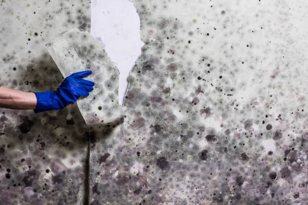 Best Attic Mold Removal  in Hazlehurst, GA